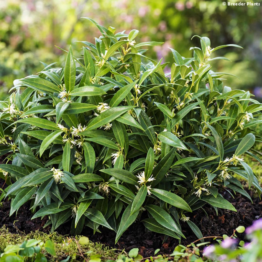 Sarcococca hookeriana var.humilis Fragrant Valley