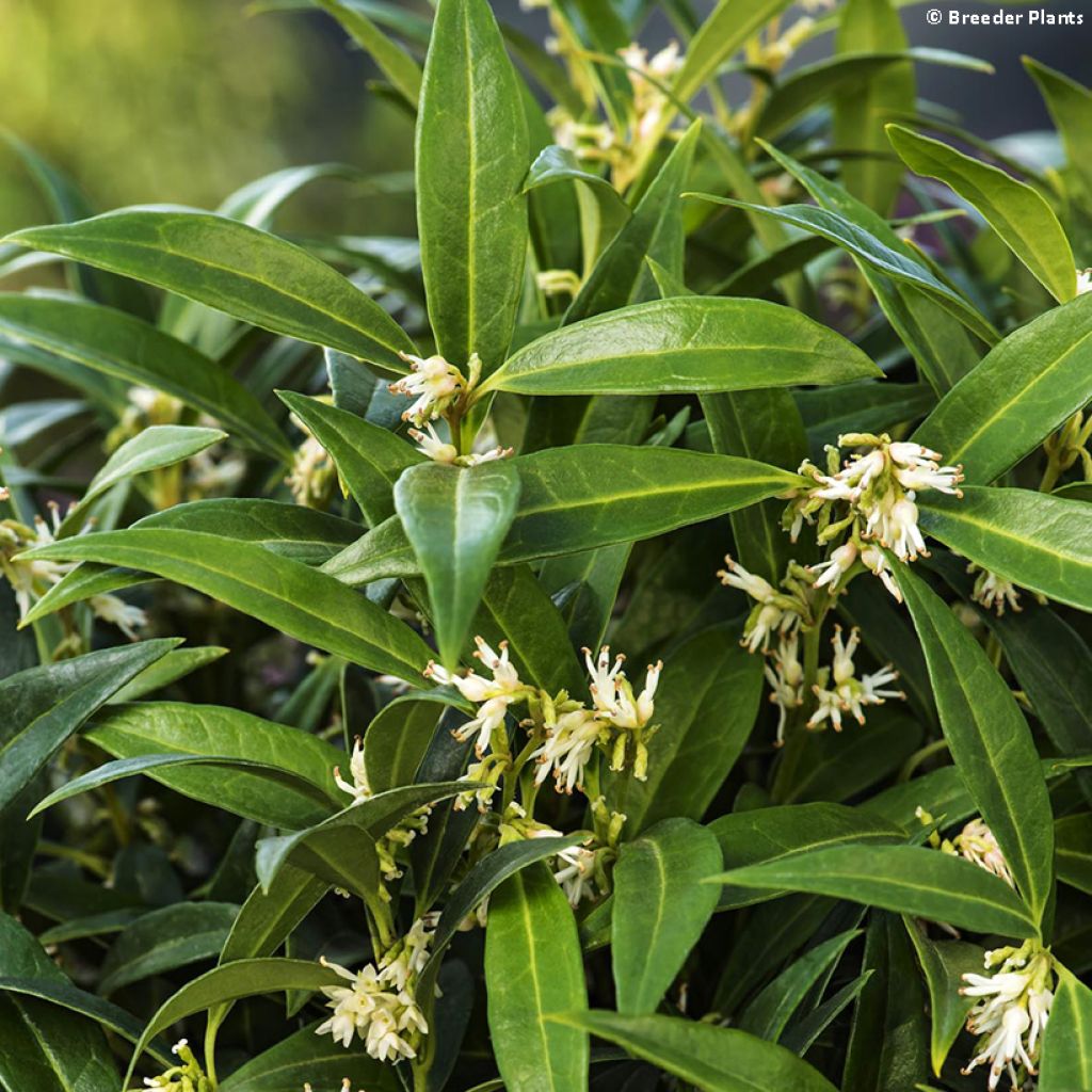 Sarcococca hookeriana var.humilis Fragrant Valley