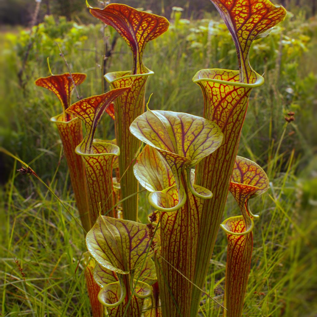 Sarracenia flava ornata Super Ornata