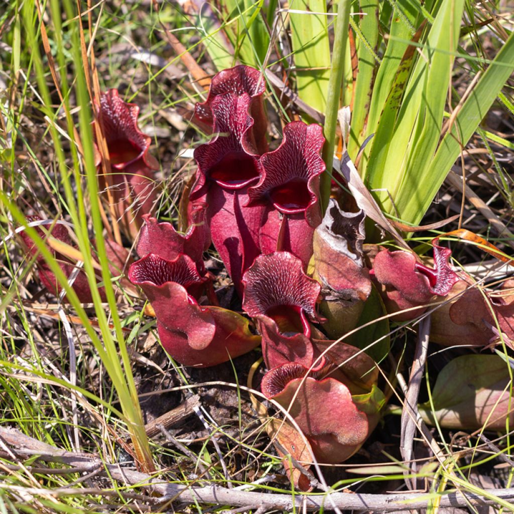 Sarracenia purpurea venosa - Sarracénie pourpre, plante carnivore