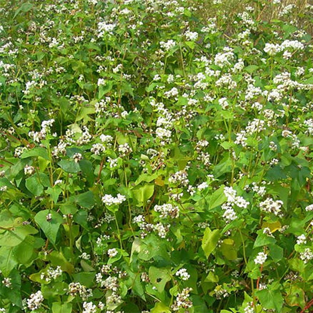 Fagopyrum esculentum (sovescio) - Grano saraceno comune