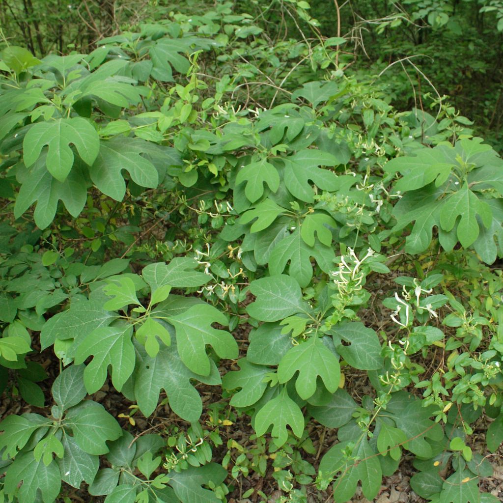 Sassafras albidum - Laurier des Iroquois