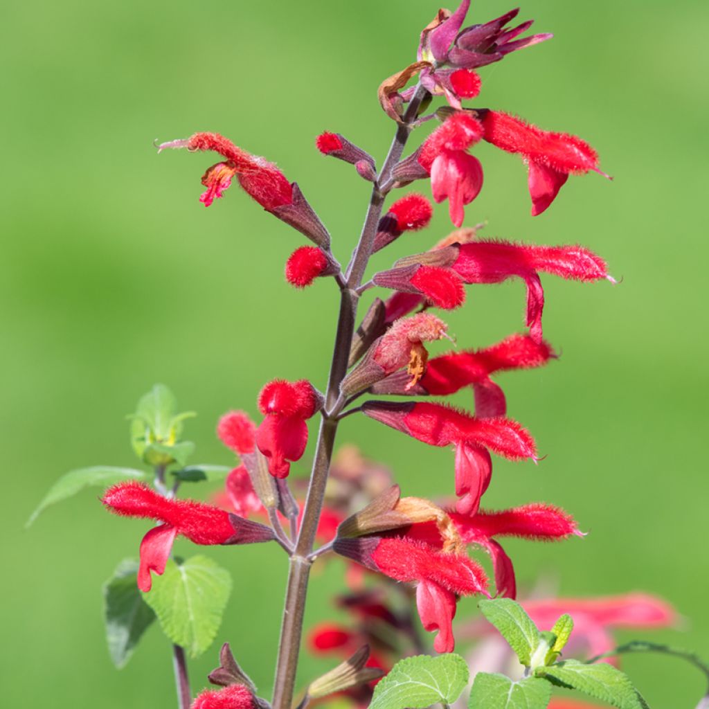 Salvia elegans Ananas - Salvia ananas