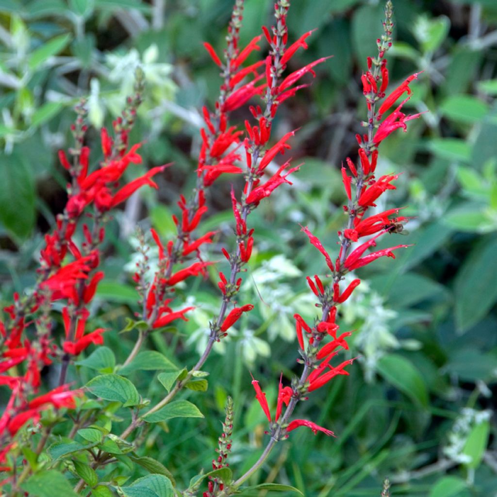 Salvia elegans Ananas - Salvia ananas