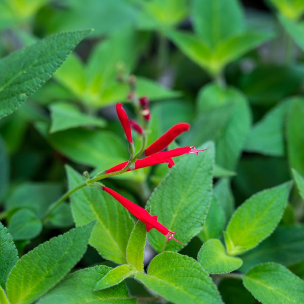 Salvia elegans Ananas - Salvia ananas