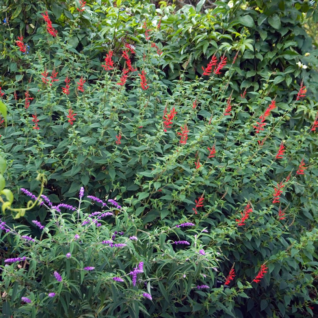 Salvia elegans Ananas - Salvia ananas