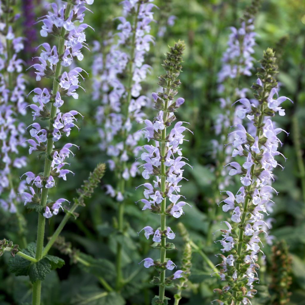 Salvia nemorosa Colorspires Crystal Blue