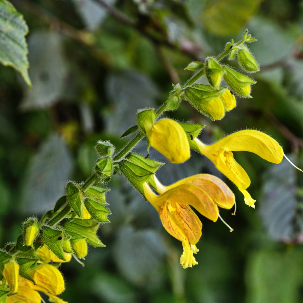 Salvia glutinosa - Salvia vischiosa