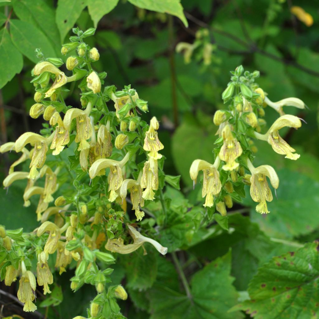 Salvia glutinosa - Salvia vischiosa