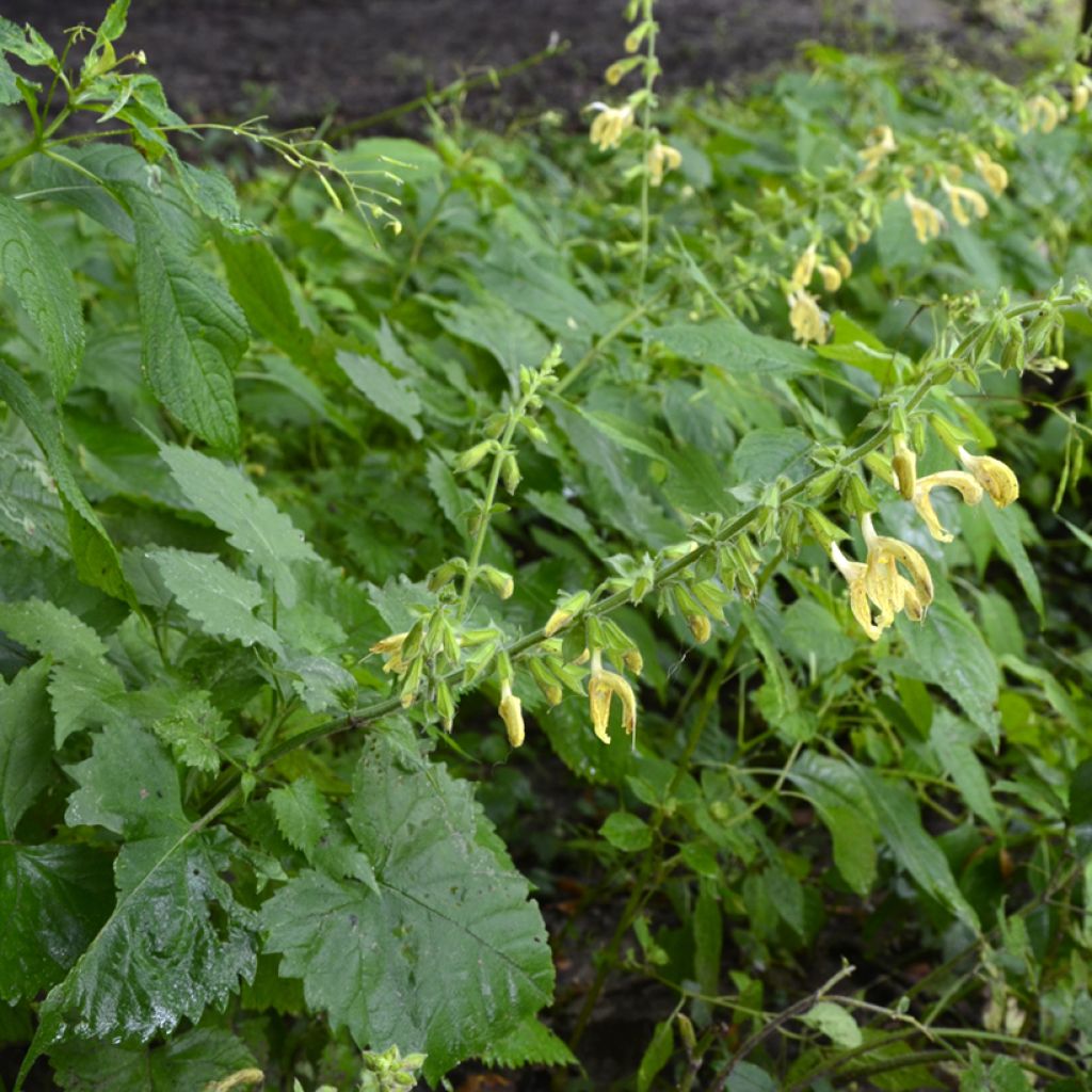 Salvia glutinosa - Salvia vischiosa