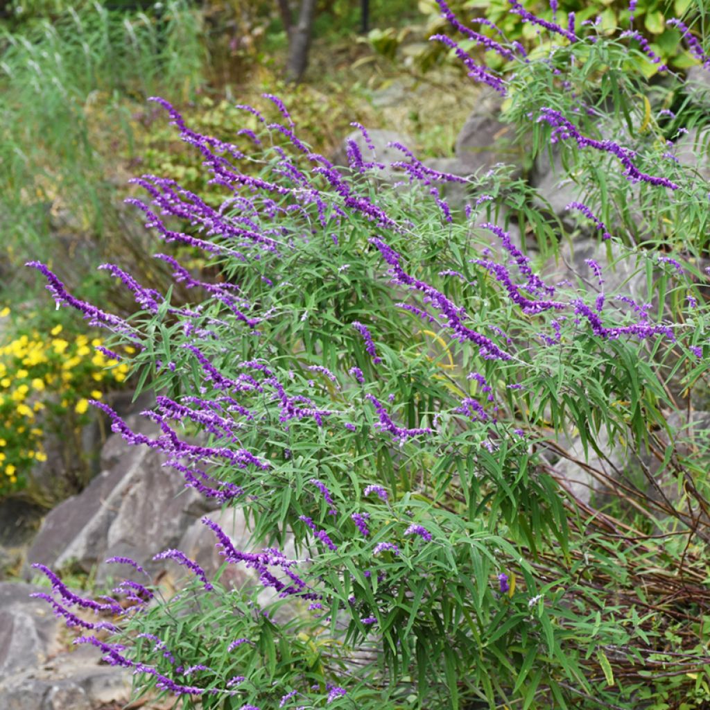 Salvia leucantha - Salvia a fiori bianchi