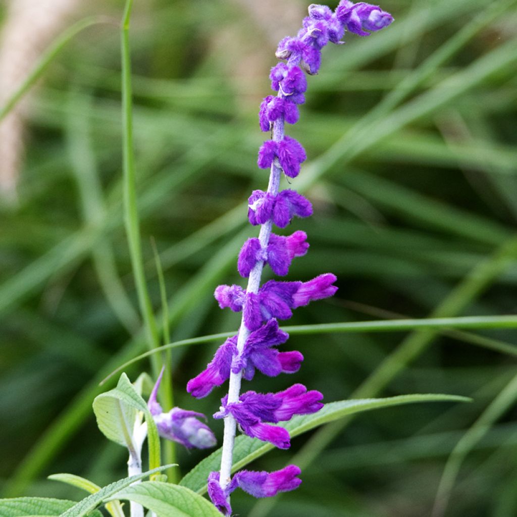 Salvia leucantha - Salvia a fiori bianchi