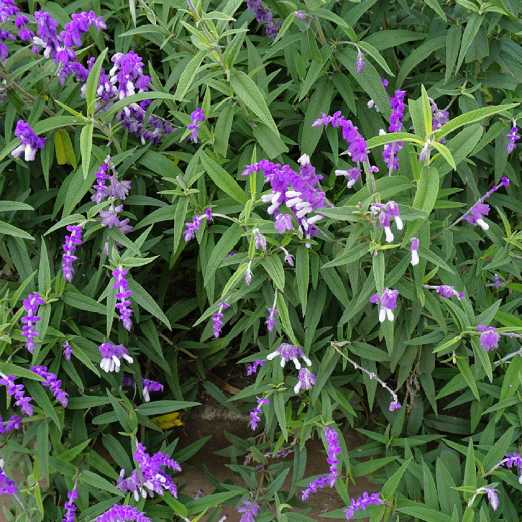 Salvia leucantha - Salvia a fiori bianchi