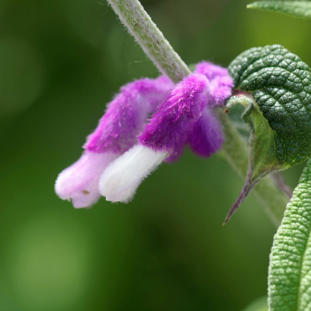 Salvia leucantha - Salvia a fiori bianchi