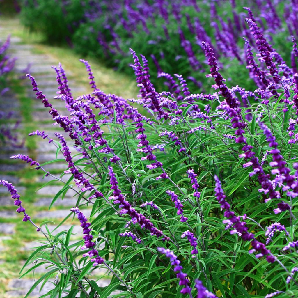 Salvia leucantha - Salvia a fiori bianchi