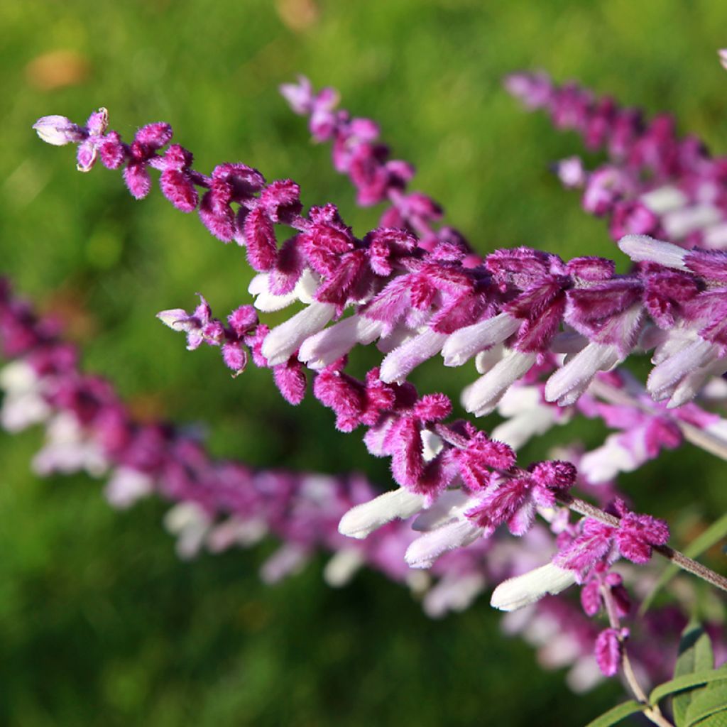 Salvia leucantha - Salvia a fiori bianchi