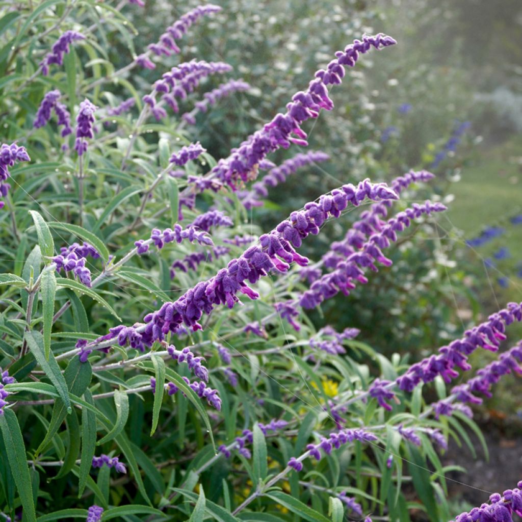 Salvia leucantha - Salvia a fiori bianchi