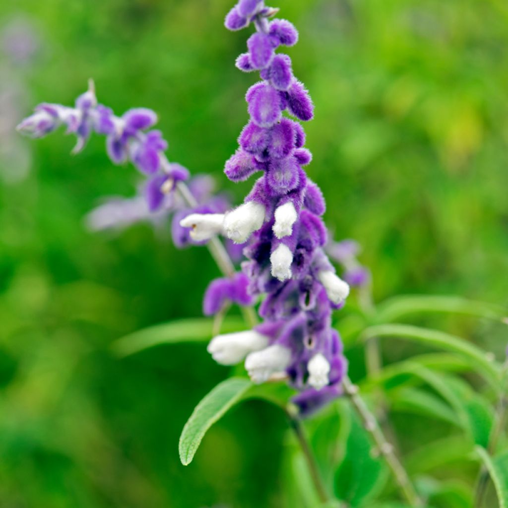 Salvia leucantha - Salvia a fiori bianchi