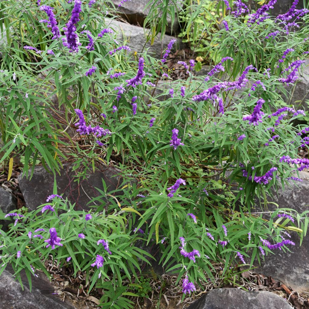 Salvia leucantha - Salvia a fiori bianchi