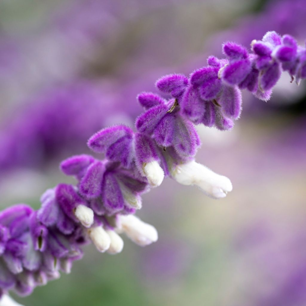 Salvia leucantha - Salvia a fiori bianchi