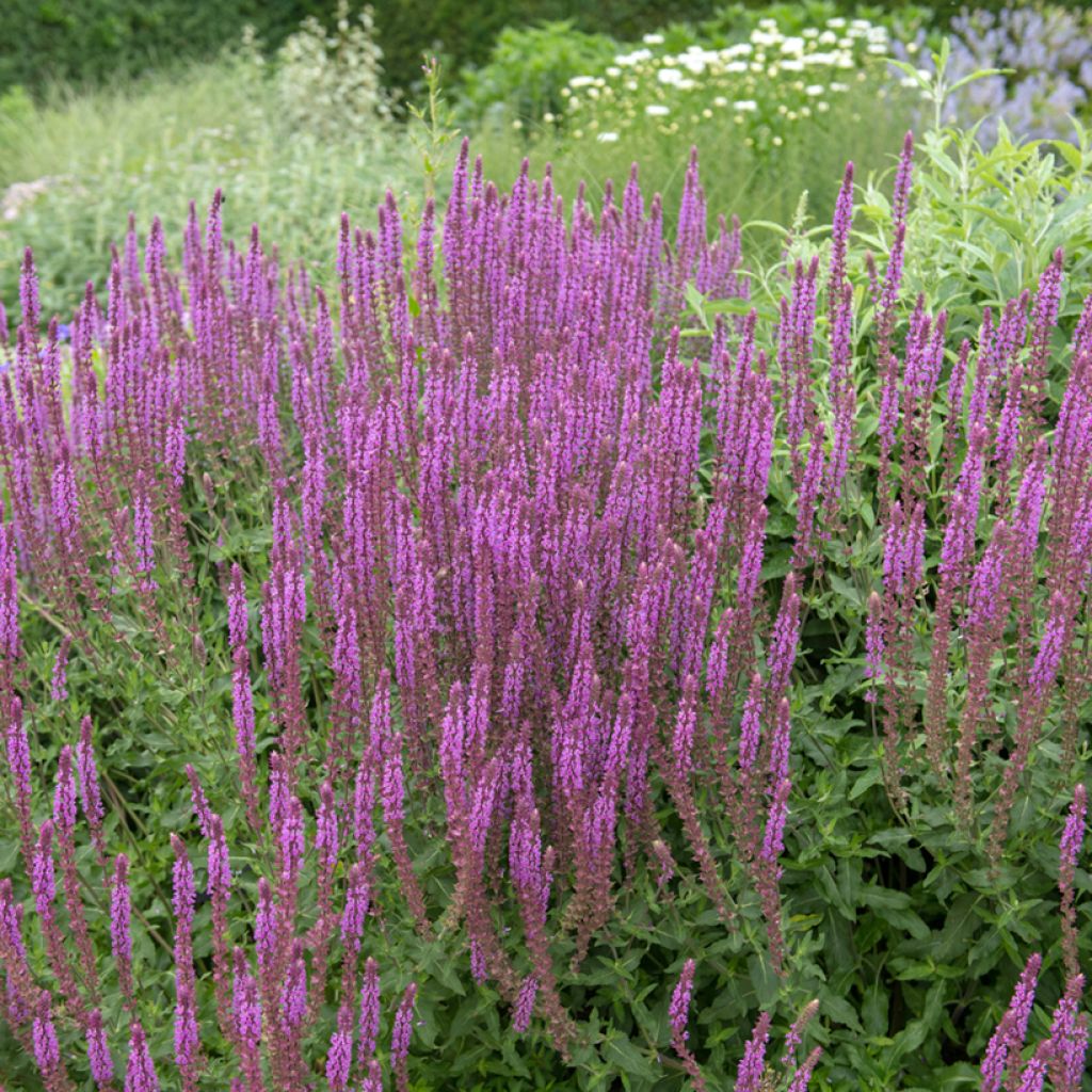 Salvia nemorosa Amethyst