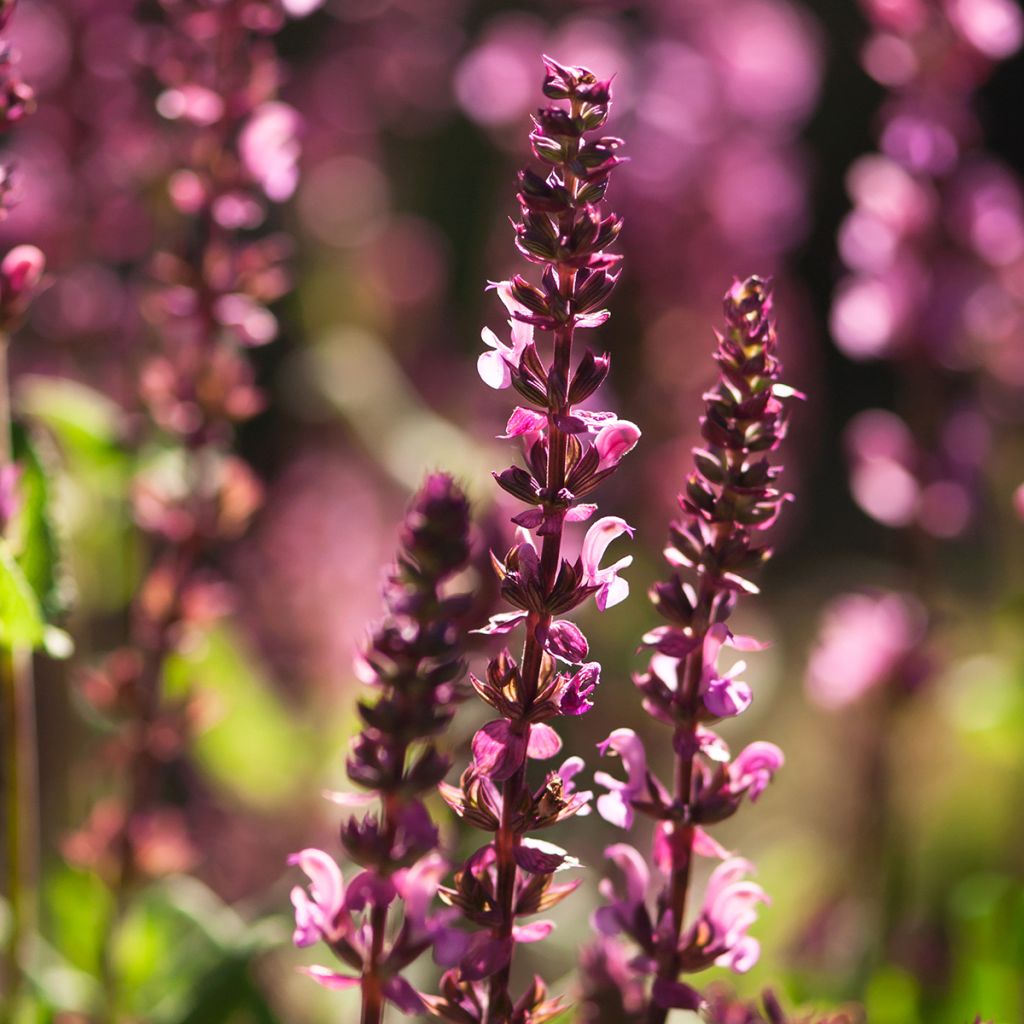 Sauge - Salvia nemorosa Caradonna Pink