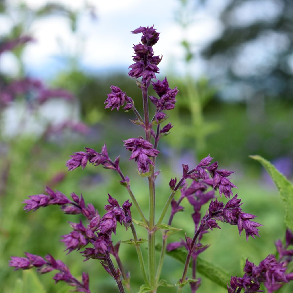 Salvia nemorosa Schwellenburg