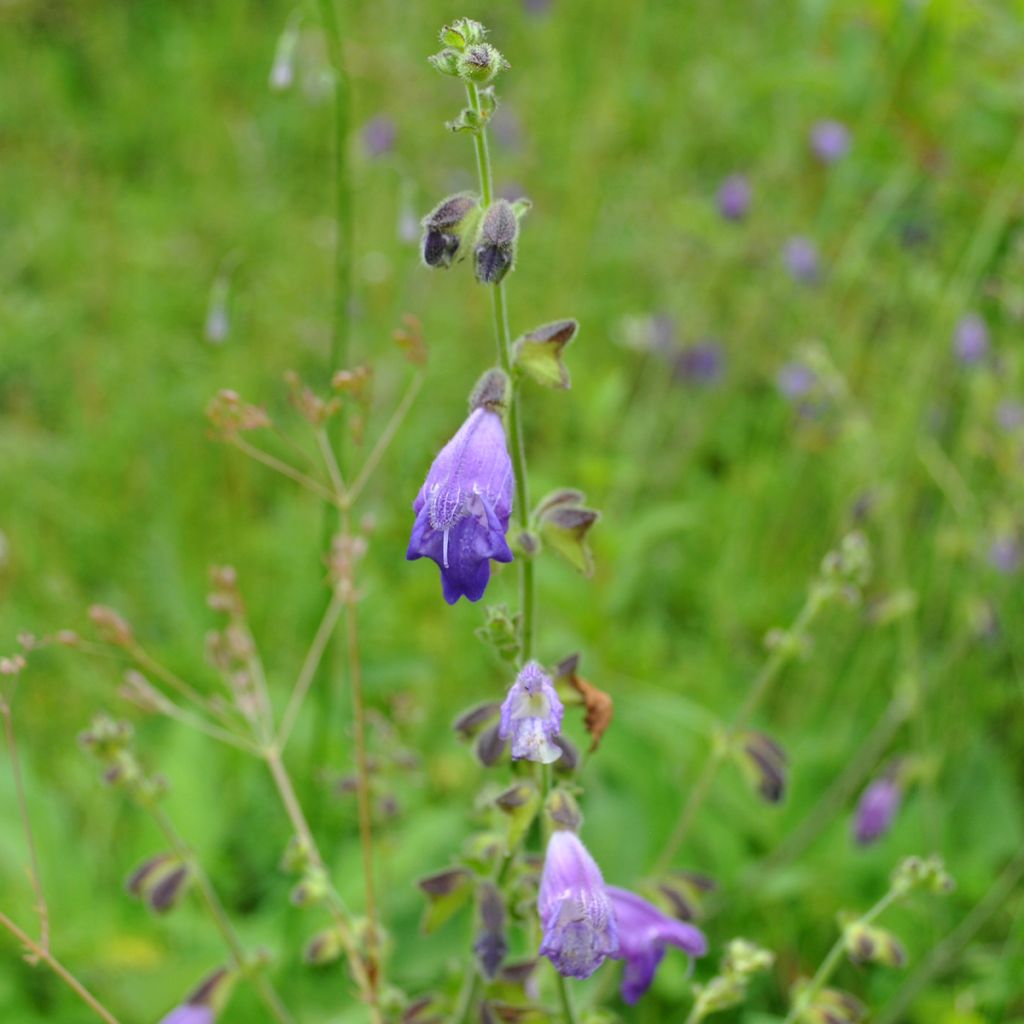 Sauge, Salvia przewalskii