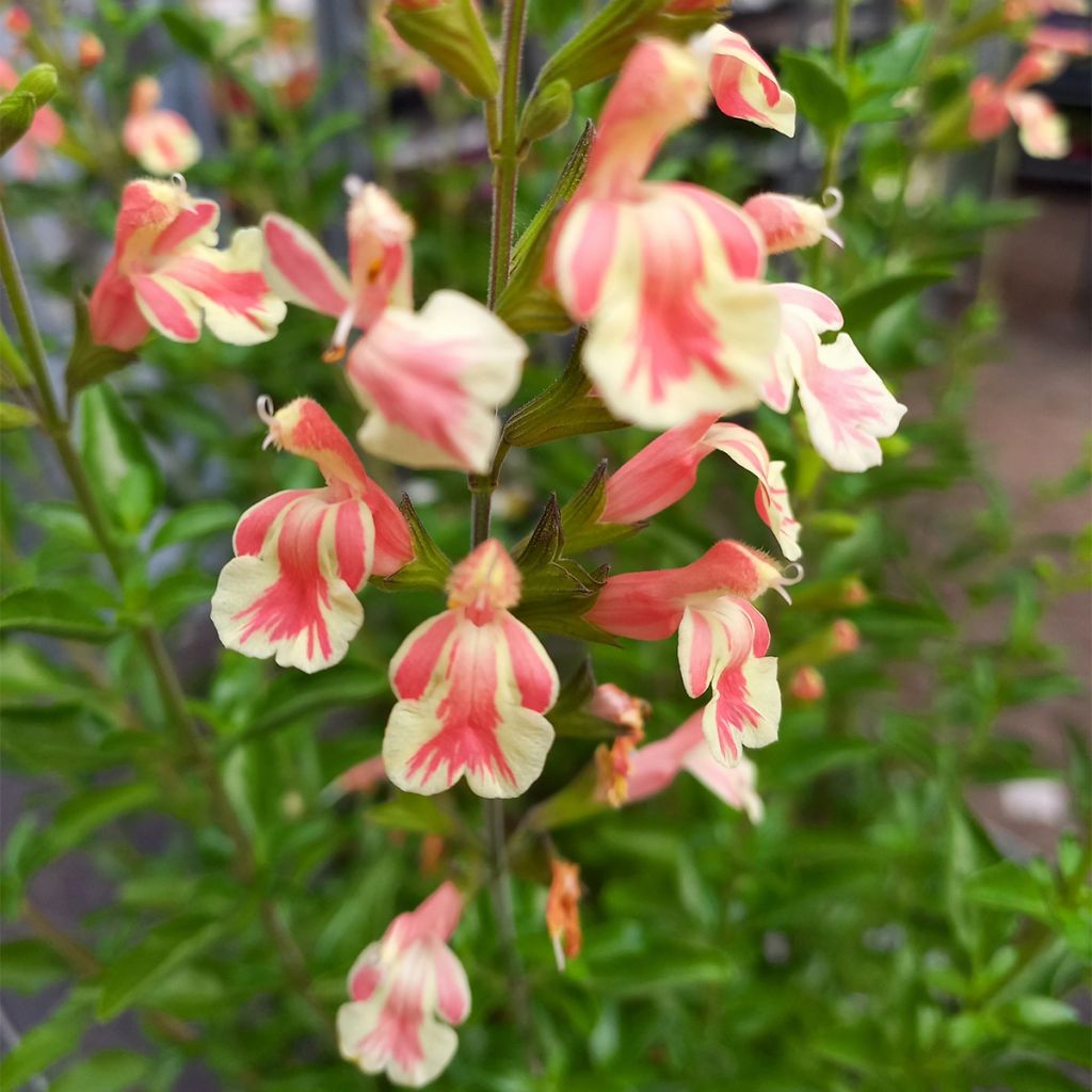 Salvia jamensis Belle de Loire - Salvia arbustiva