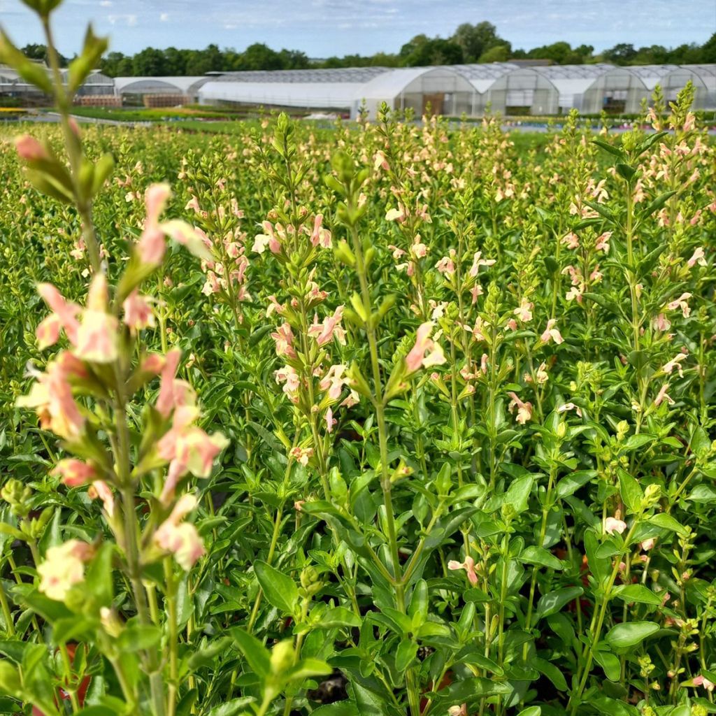 Salvia jamensis Belle de Loire - Salvia arbustiva