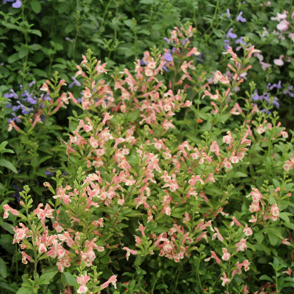 Salvia jamensis Belle de Loire - Salvia arbustiva