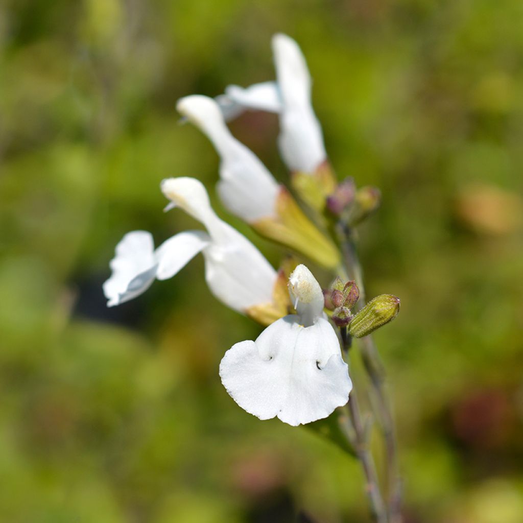 Salvia microphylla Gletsjer - Salvia arbustiva