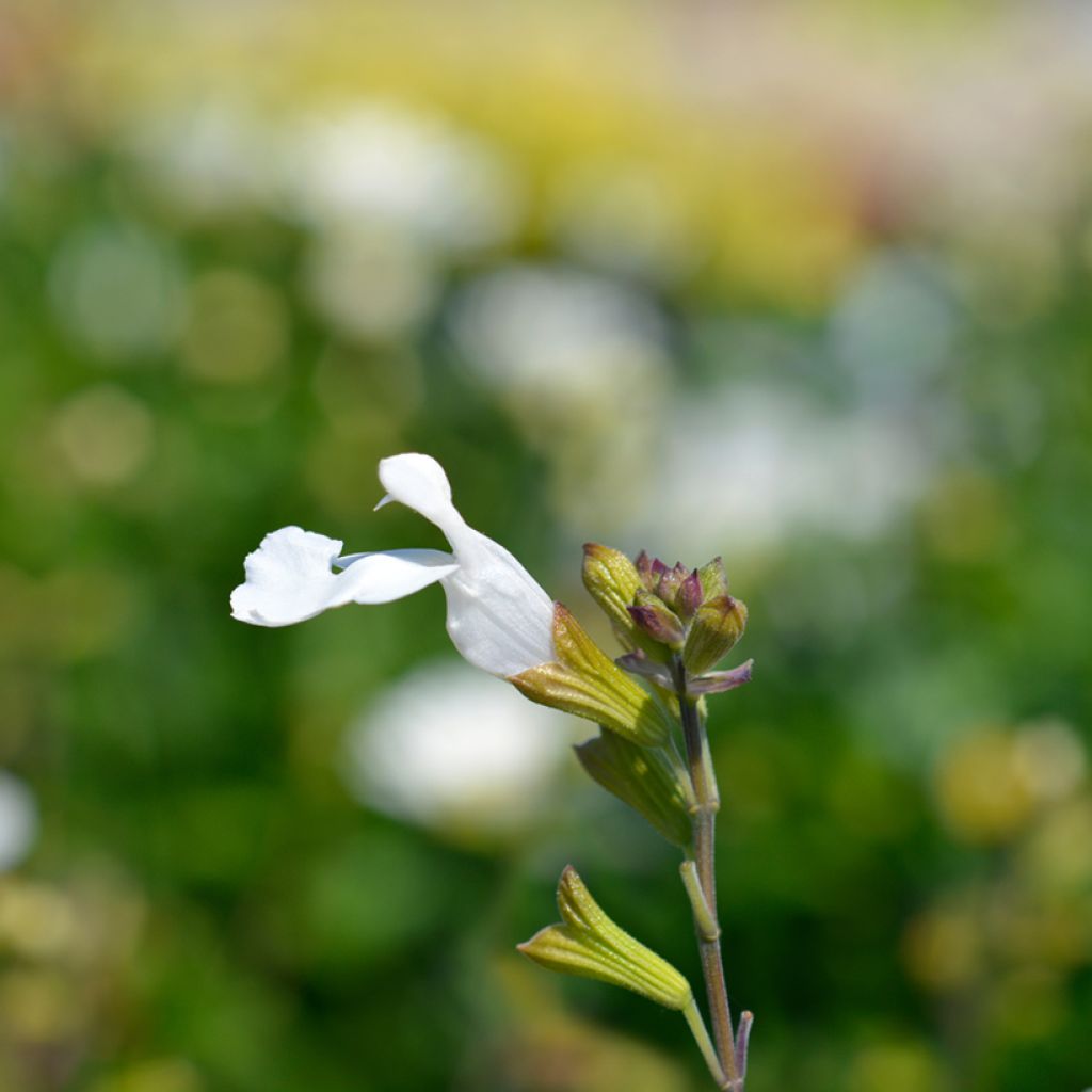 Salvia microphylla Gletsjer - Salvia arbustiva