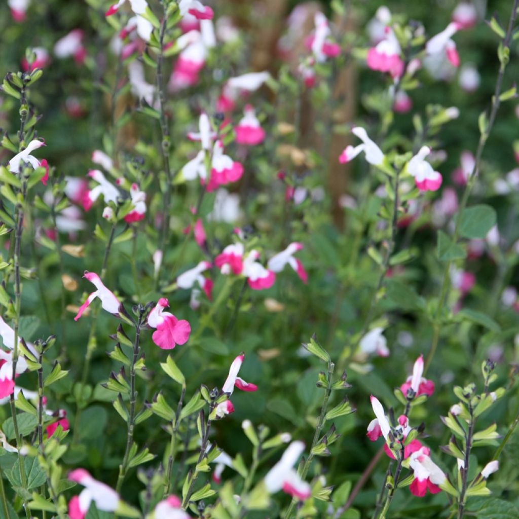 Salvia microphylla Pink Lips - Salvia arbustiva