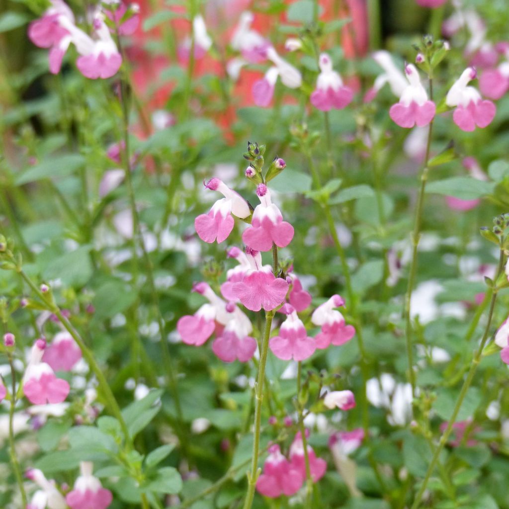 Salvia microphylla Pink Lips - Salvia arbustiva