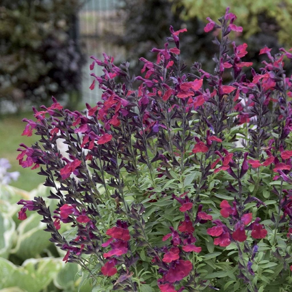 Salvia greggii Mirage Burgundy