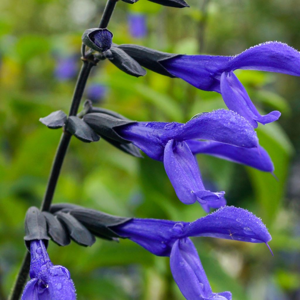 Salvia guaranitica Black and Blue