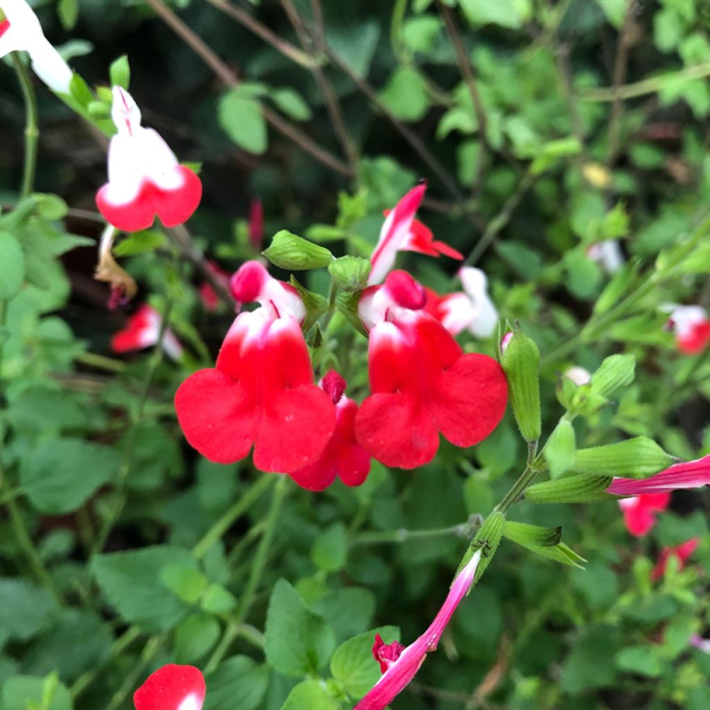 Salvia microphylla grahamii Hot Lips - Salvia arbustiva