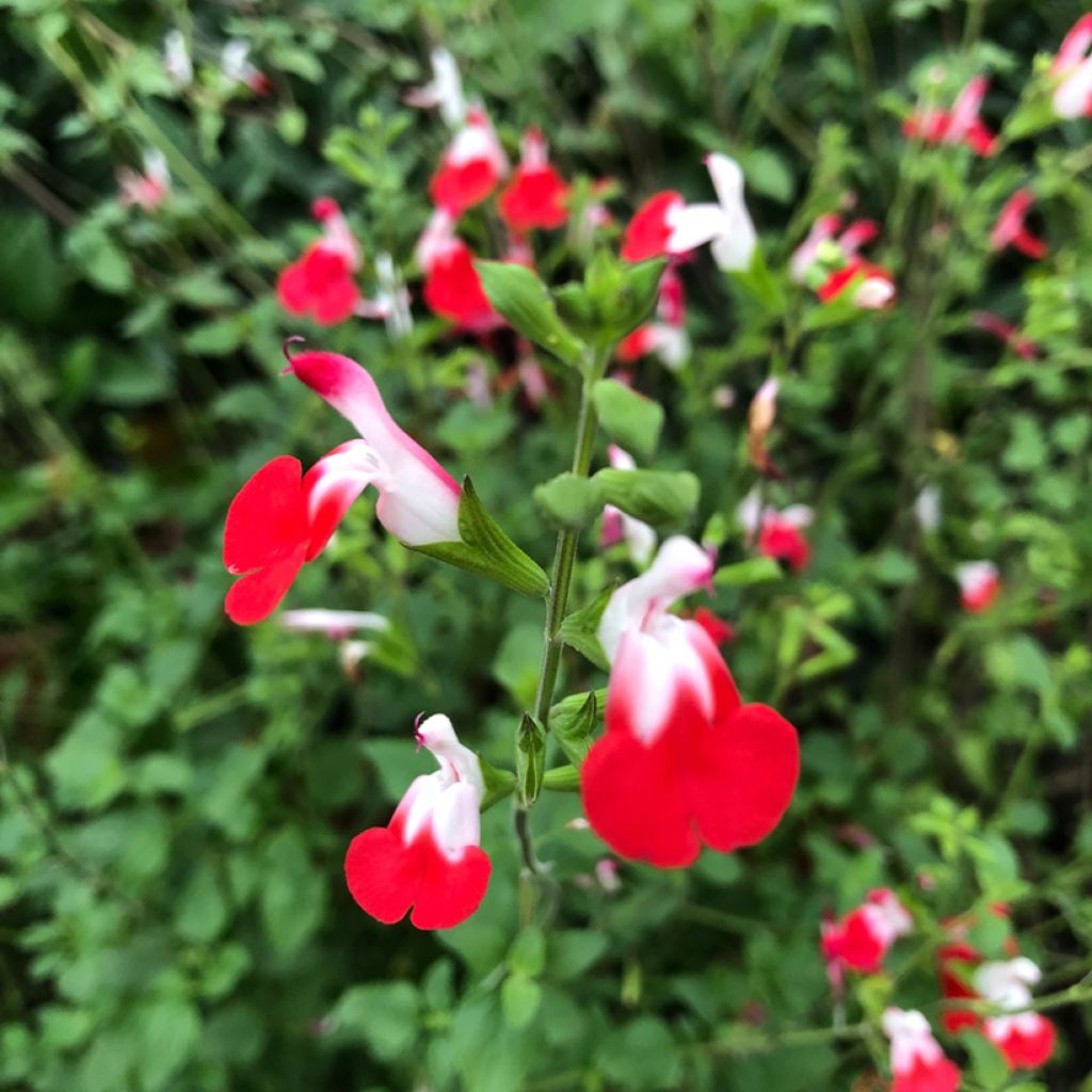 Salvia microphylla grahamii Hot Lips - Salvia arbustiva