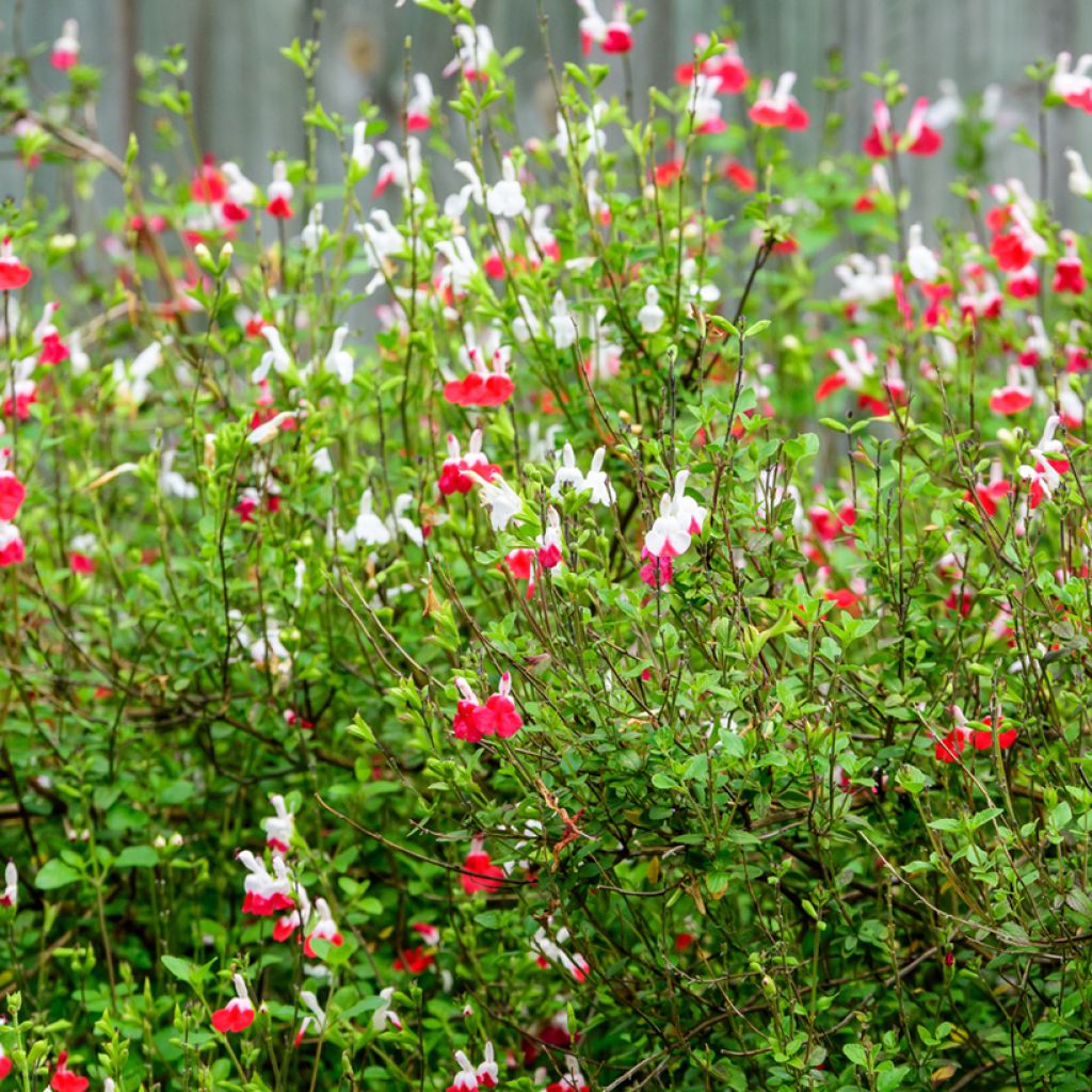 Salvia microphylla grahamii Hot Lips - Salvia arbustiva