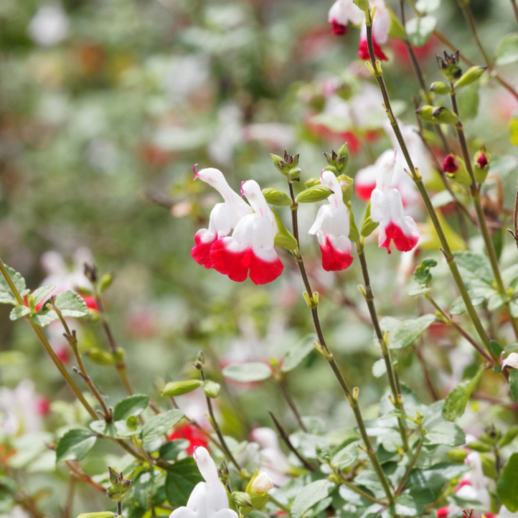 Salvia microphylla grahamii Hot Lips - Salvia arbustiva