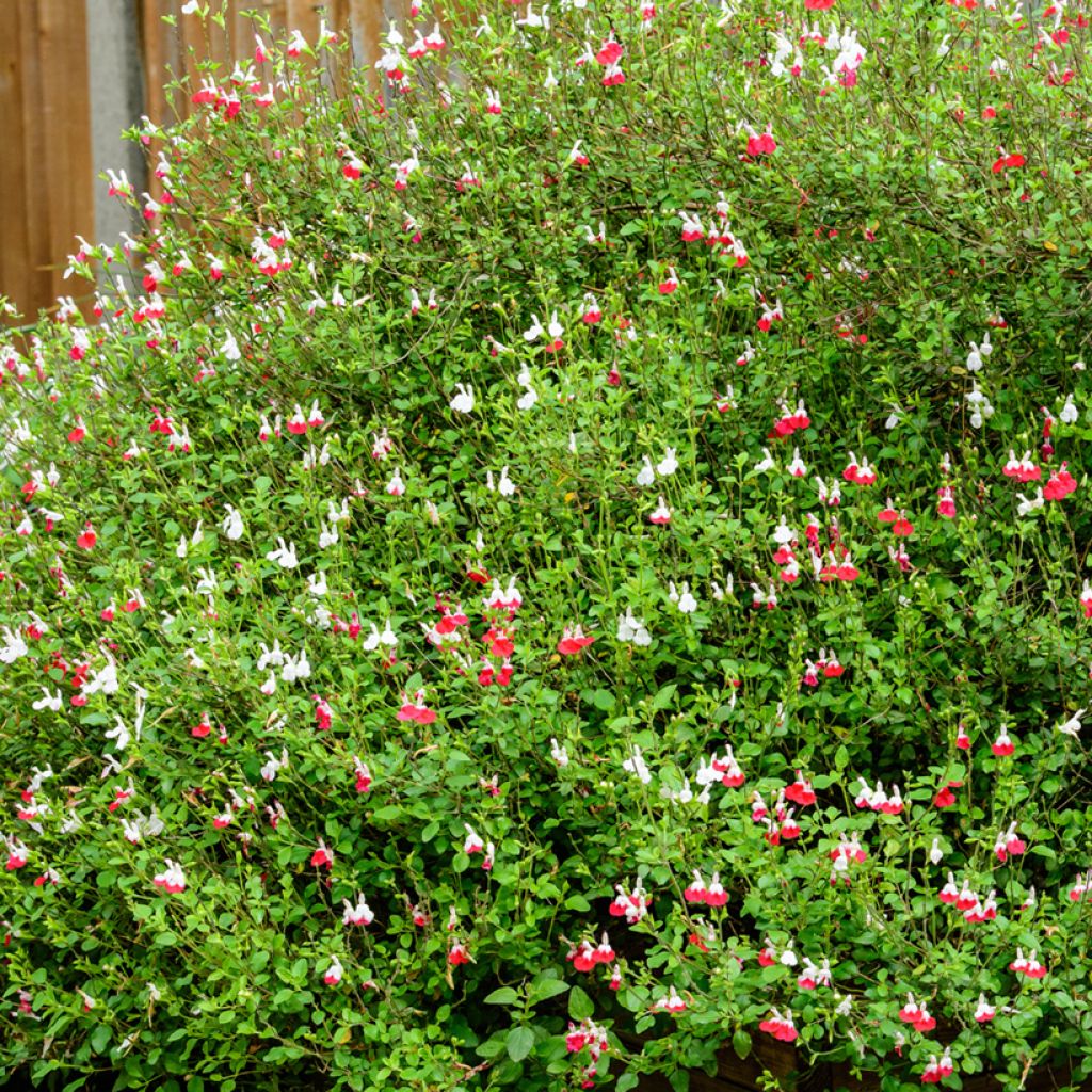 Salvia microphylla grahamii Hot Lips - Salvia arbustiva