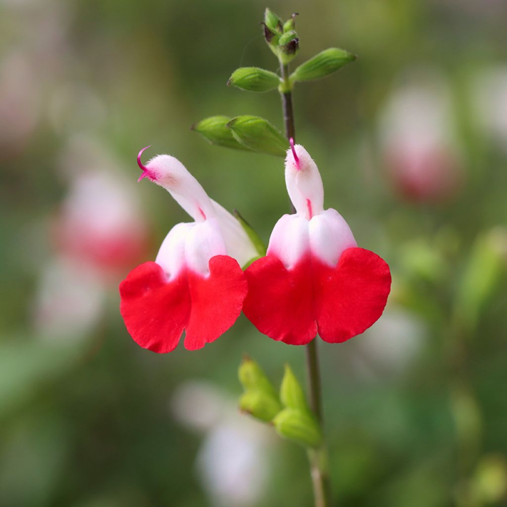 Salvia microphylla grahamii Hot Lips - Salvia arbustiva