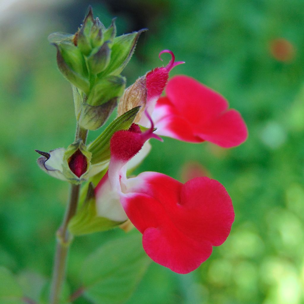 Salvia microphylla grahamii Hot Lips - Salvia arbustiva