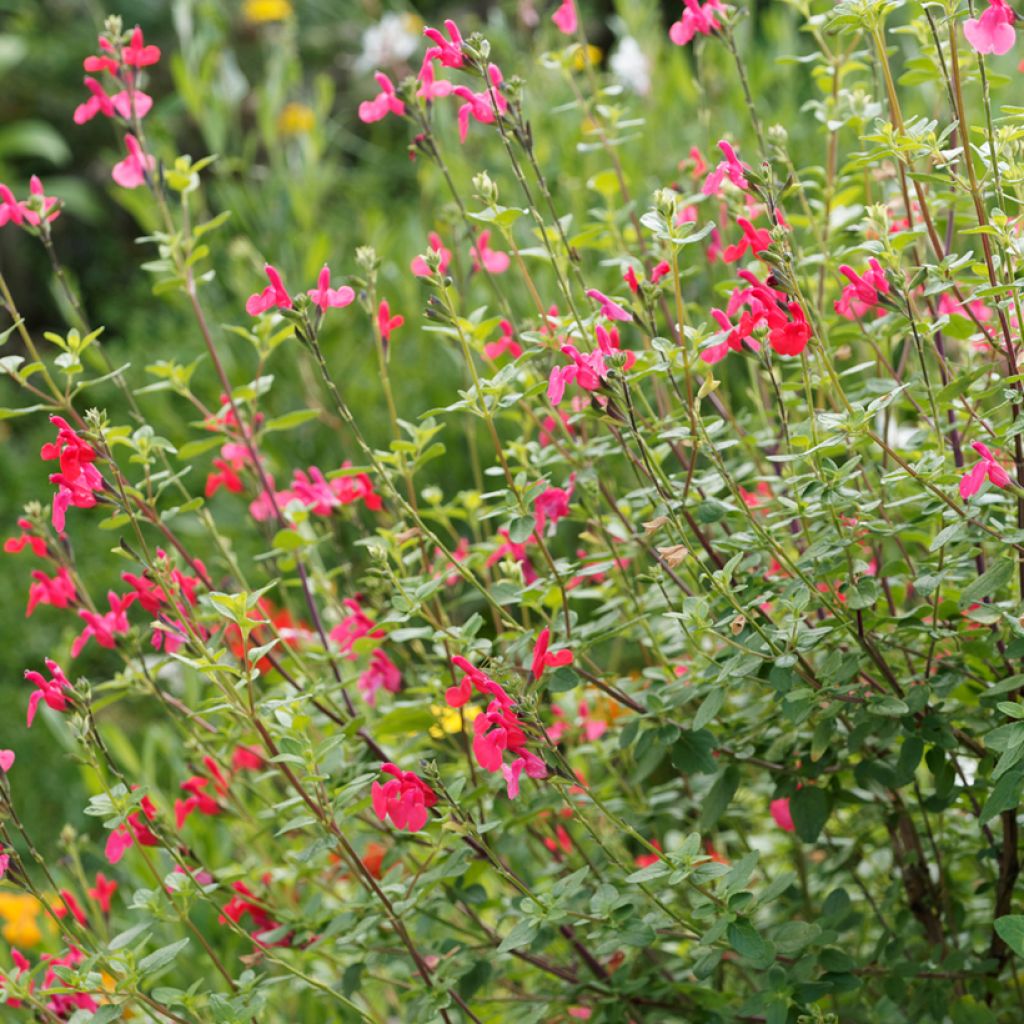 Salvia microphylla grahamii - Salvia arbustiva