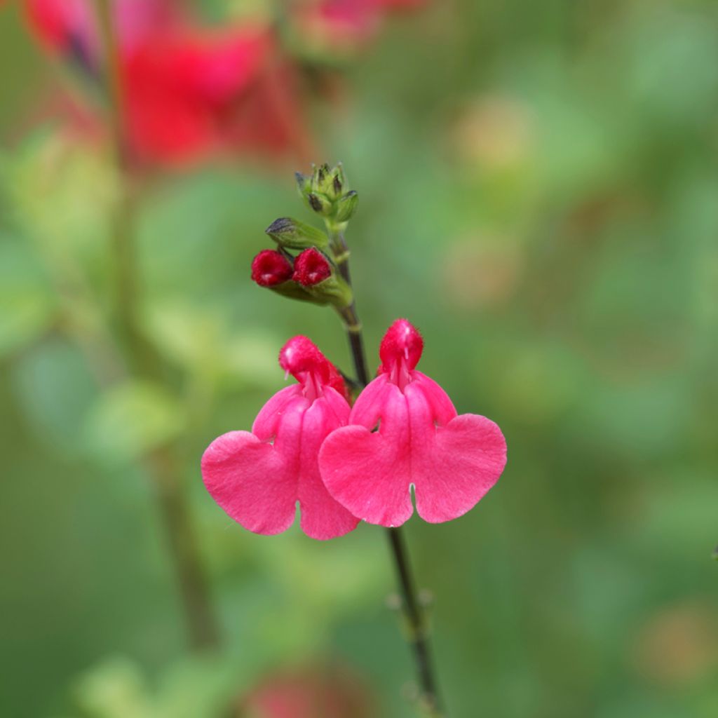 Salvia microphylla grahamii - Salvia arbustiva