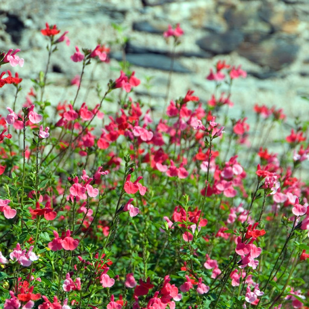 Salvia microphylla grahamii - Salvia arbustiva