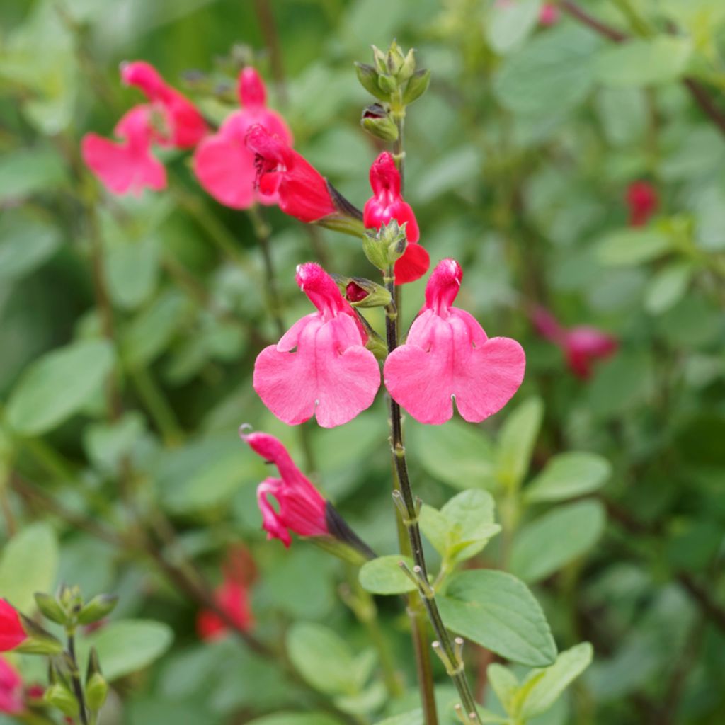 Salvia microphylla grahamii - Salvia arbustiva