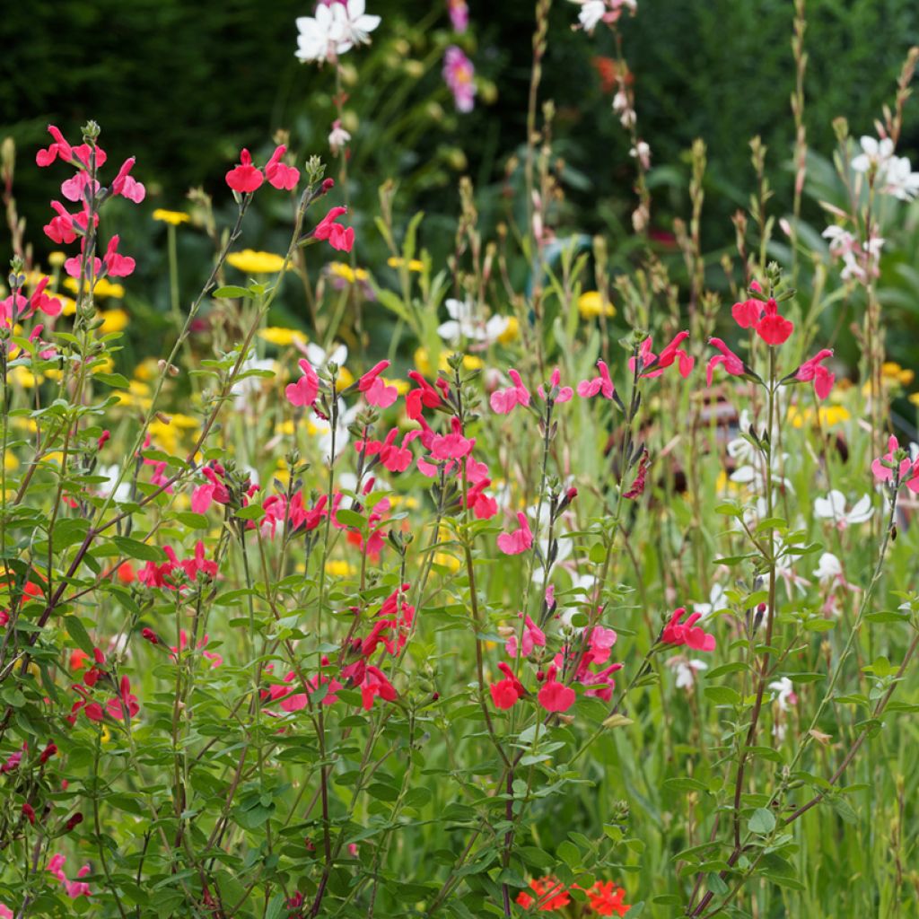 Salvia microphylla grahamii - Salvia arbustiva