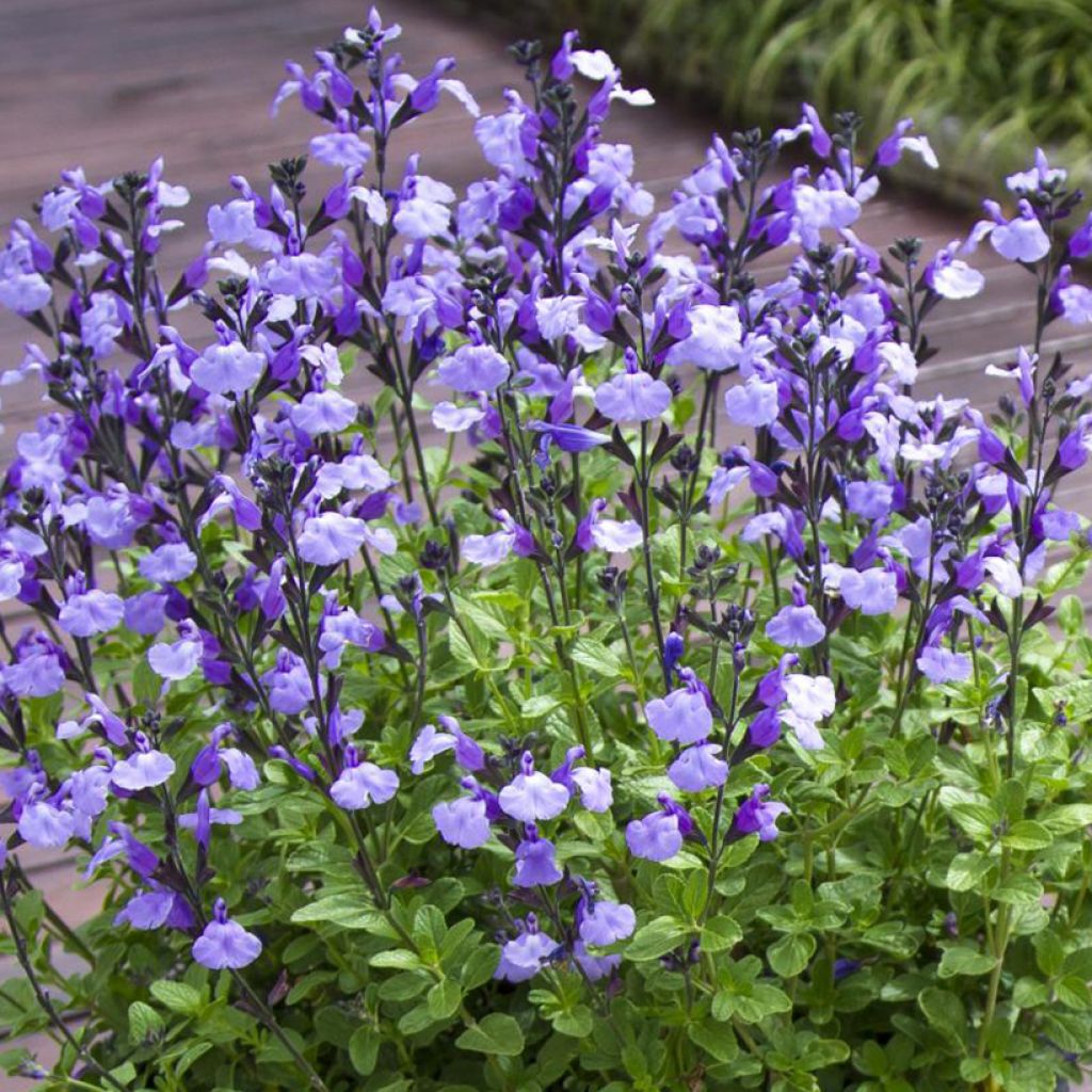 Sauge arbustive So Cool Pale Blue - Salvia microphylla